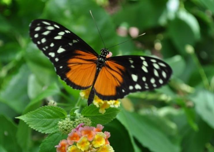 Victoria Butterfly Gardens